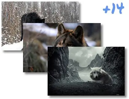 Wolf theme for Windows 10