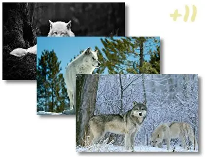 Wolves theme for Windows 10
