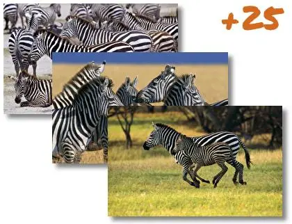 Zebra theme for Windows 10