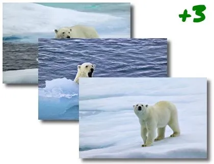 Bear theme for Windows 10