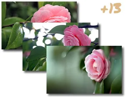 Camellia theme for Windows 10