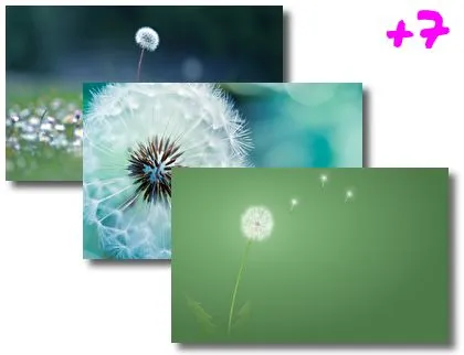 Dandelions theme for Windows 10