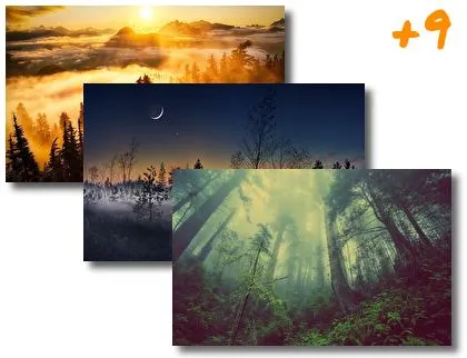 Foggy Forest theme for Windows 10