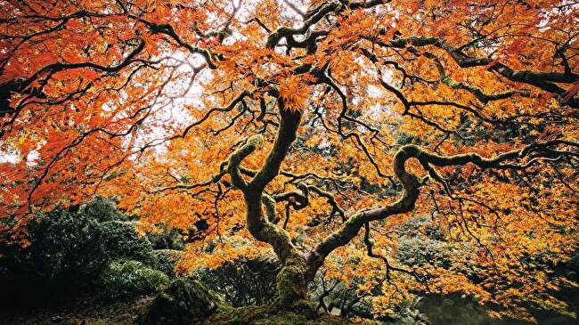 Japanese Autumn background 3