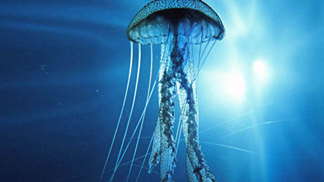 Jellyfish background 2