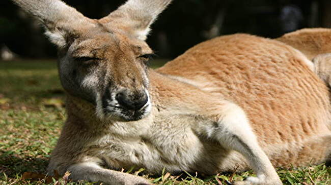 Kangaroo background 1