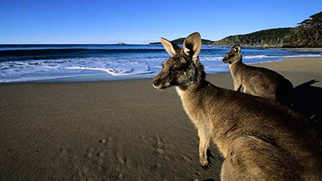 Kangaroo background 2