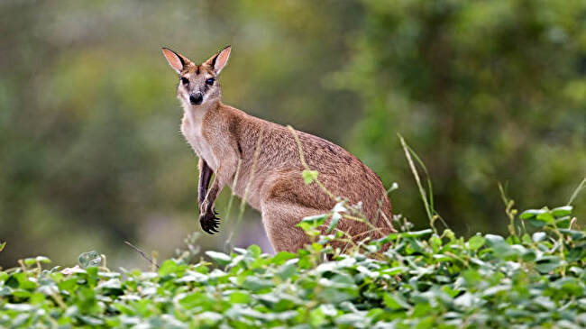 Kangaroo background 3