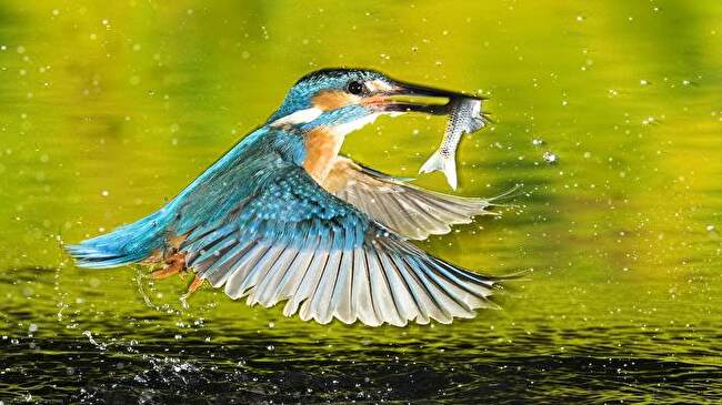 Kingfisher background 3