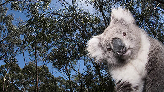 Koala background 1