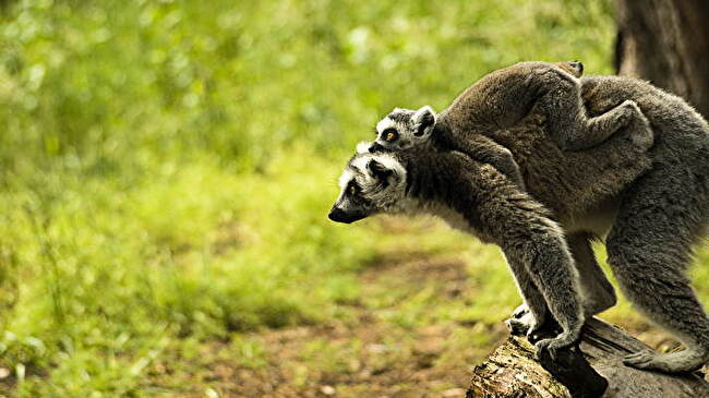 Lemur background 3