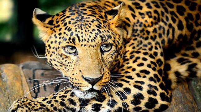 Leopard background 2