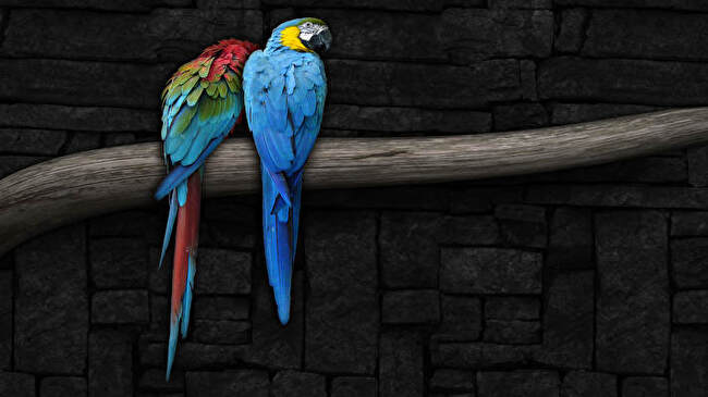 Macaw background 1