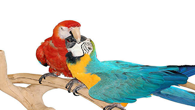 Macaw background 3
