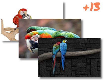 Macaw theme pack