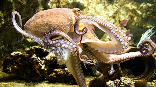 Octopus background 2