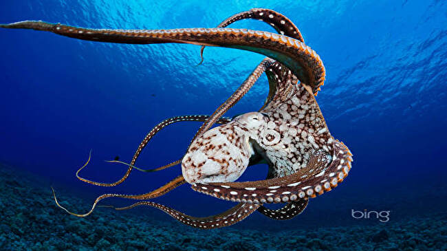 Octopus background 3