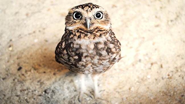 Owl background 1