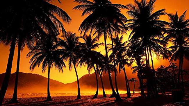 Palm Tree background 1