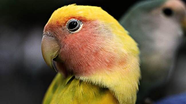 Parrot background 1