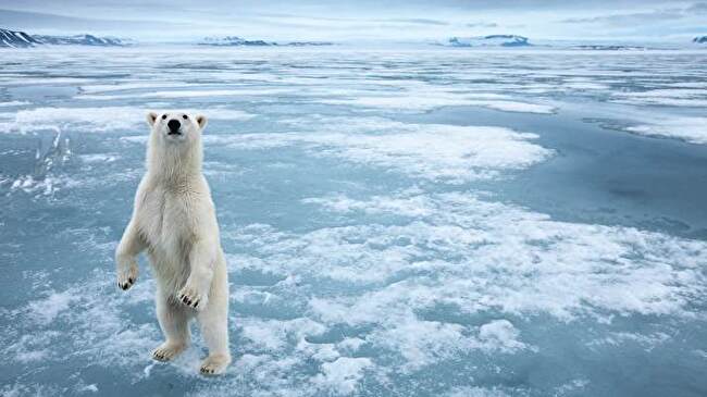 Polar Bear background 1