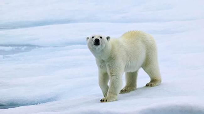 Polar Bear background 3