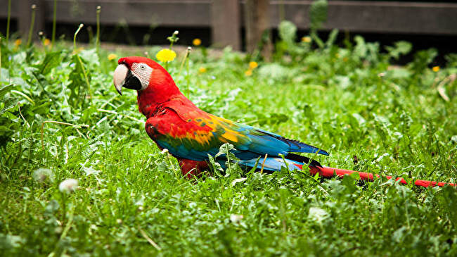 Red and Green Macaw background 1
