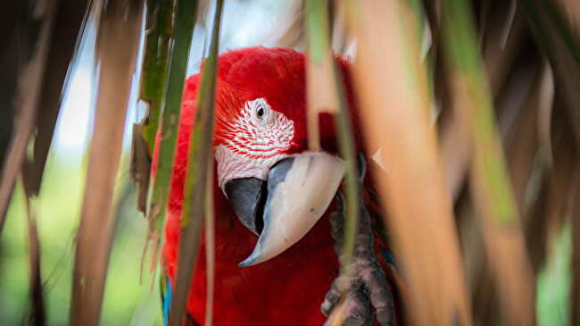 Red and Green Macaw background 3