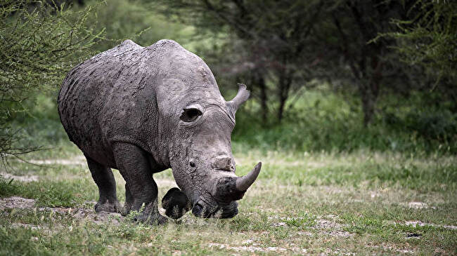 Rhino background 1