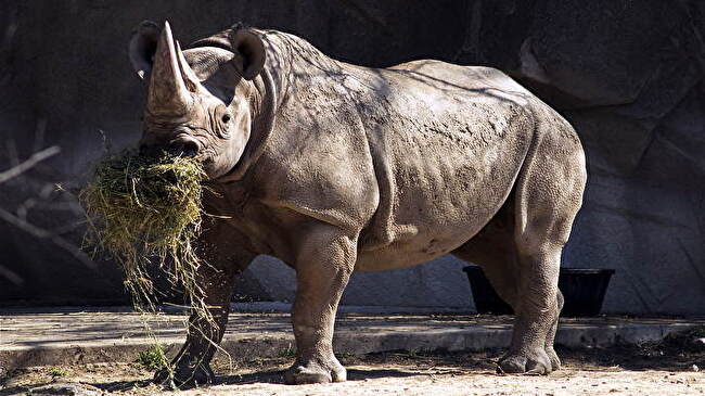 Rhino background 2