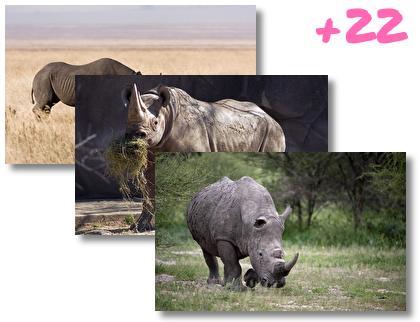 Rhino theme pack