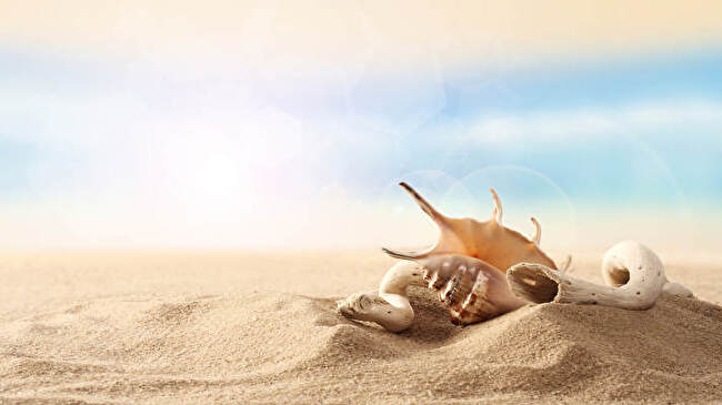 Shell background 3