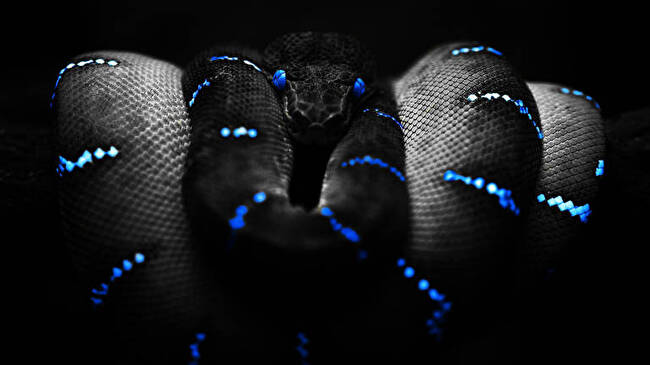 Snakes background 2