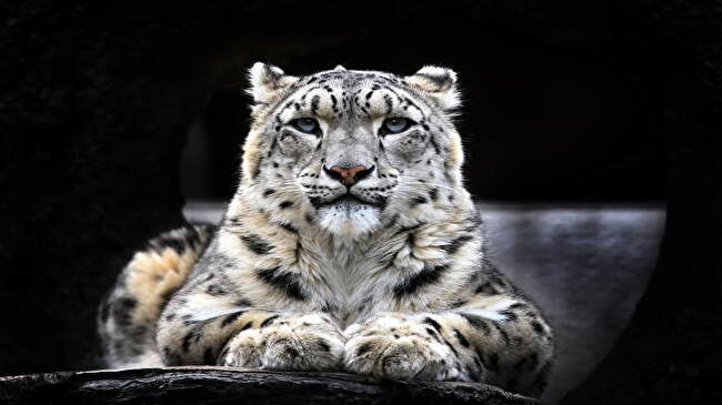 Snow Leopard background 1