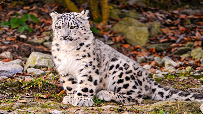 Snow Leopard background 2