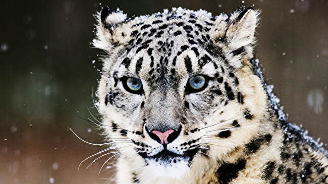 Snow Leopard background 3