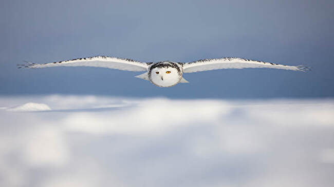 Snowy Owl background 1