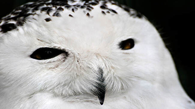 Snowy Owl background 2