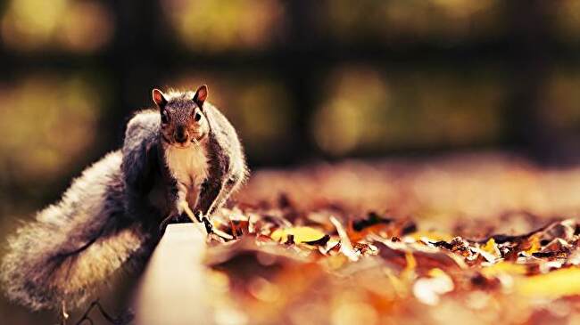 Squirrel background 3