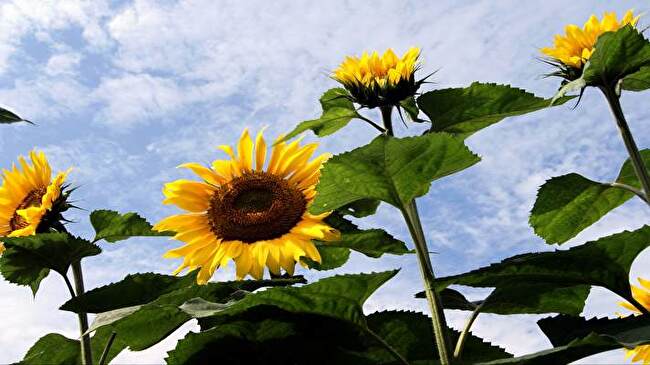 Sunflower background 2