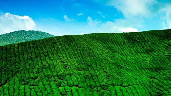 Tea Plantation background 1