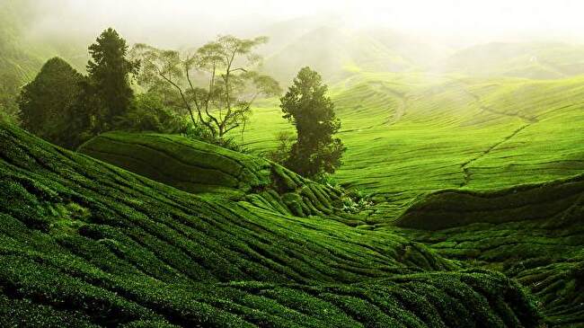 Tea Plantation background 2