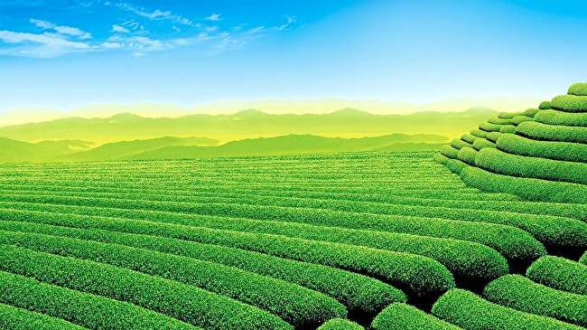 Tea Plantation background 3