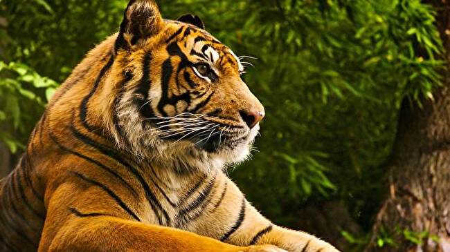 Tiger background 3