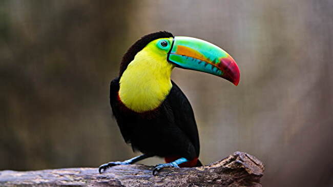 Toucan background 3