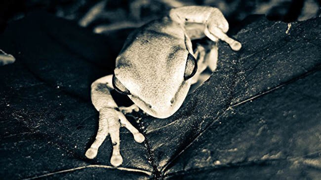Tree Frog background 1