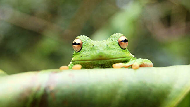 Tree Frog background 2