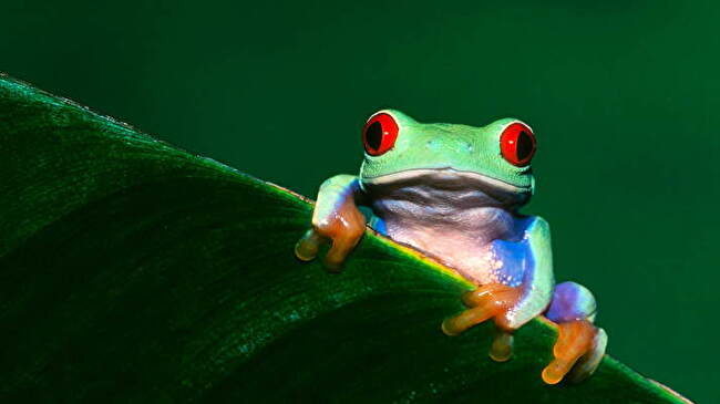 Tree Frog background 3