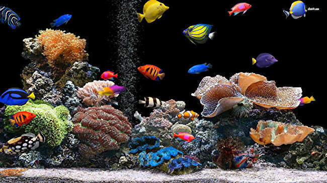 Tropical Fish background 1