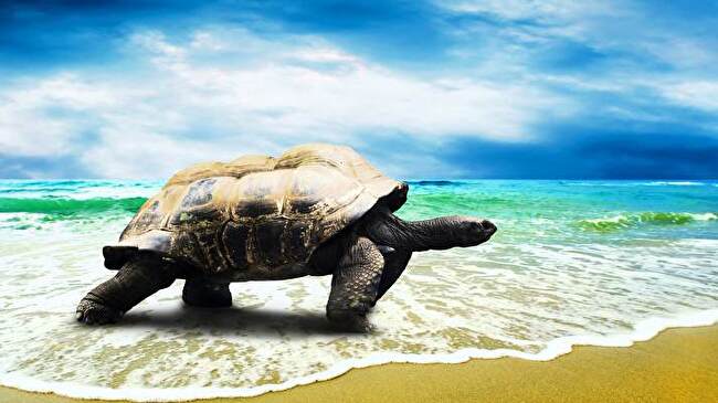 Turtle background 1